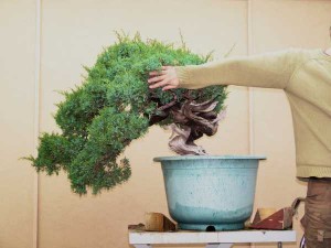 Juniperus Formosana#4