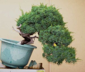 Juniperus Formosana#4